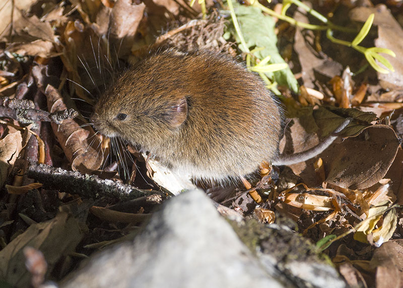 Arvicola rossastra / Myodes glareolus